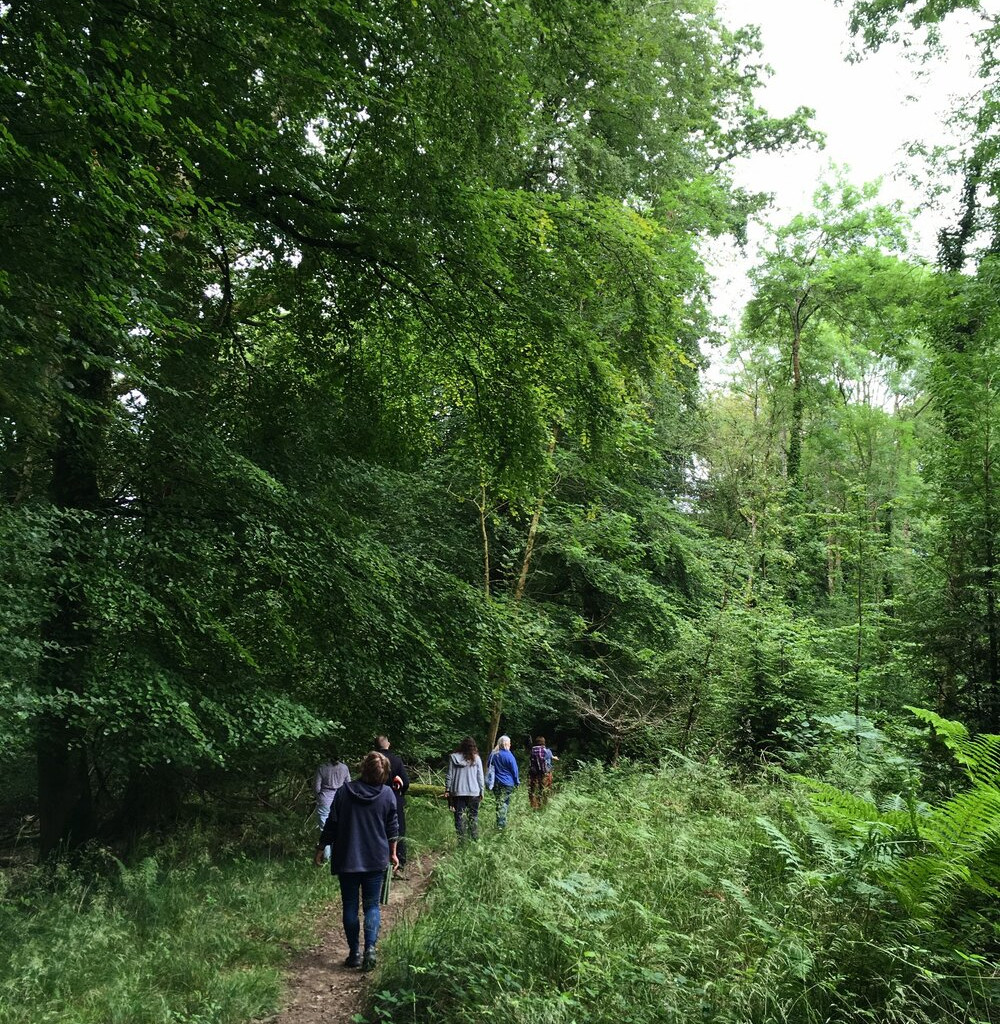 What is forest therapy?