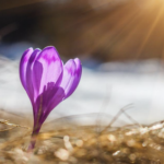 Spring Equinox Forest Bathing Walk