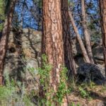 Forest Bathing Discovery Retreat