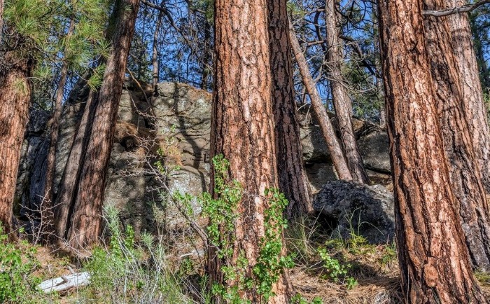 Forest Bathing Discovery Retreat