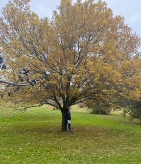 Dominion Arboretum (72 Arboretum) Ottawa Canada