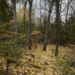'Talk to a Stranger' Nature Therapy Walk in London Ontario