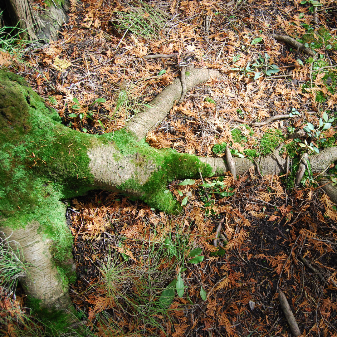 Forest Bathing in Nature