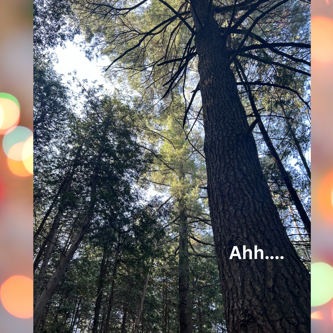 Forest Bathing in Nature
