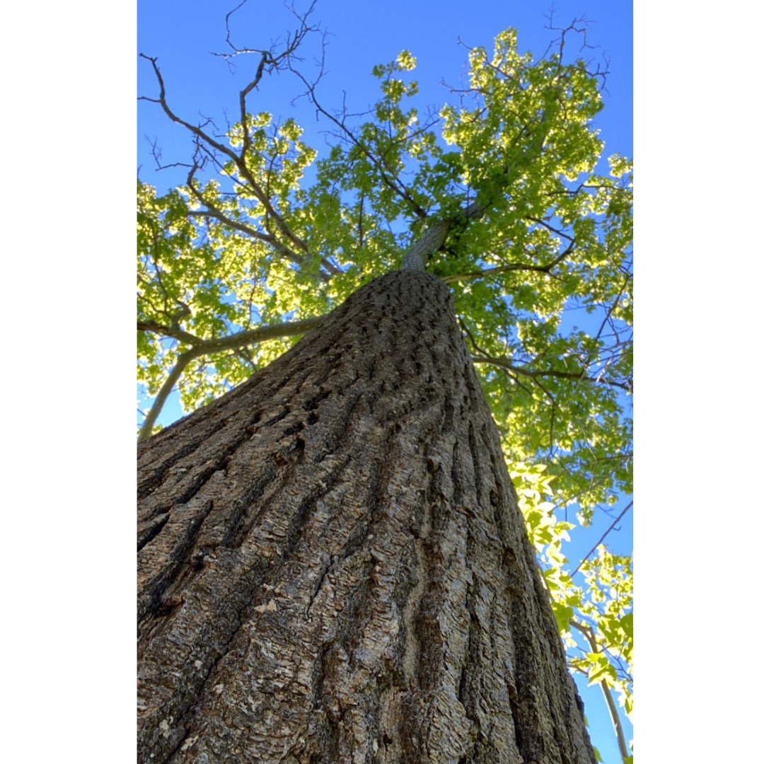 Forest Bathing in Cambridge