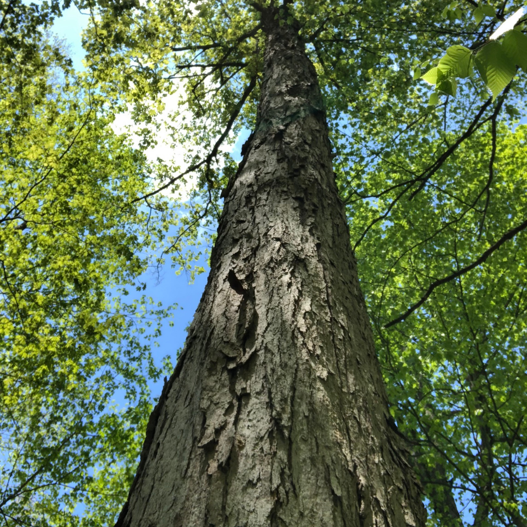 Forest Bathing at Westfield