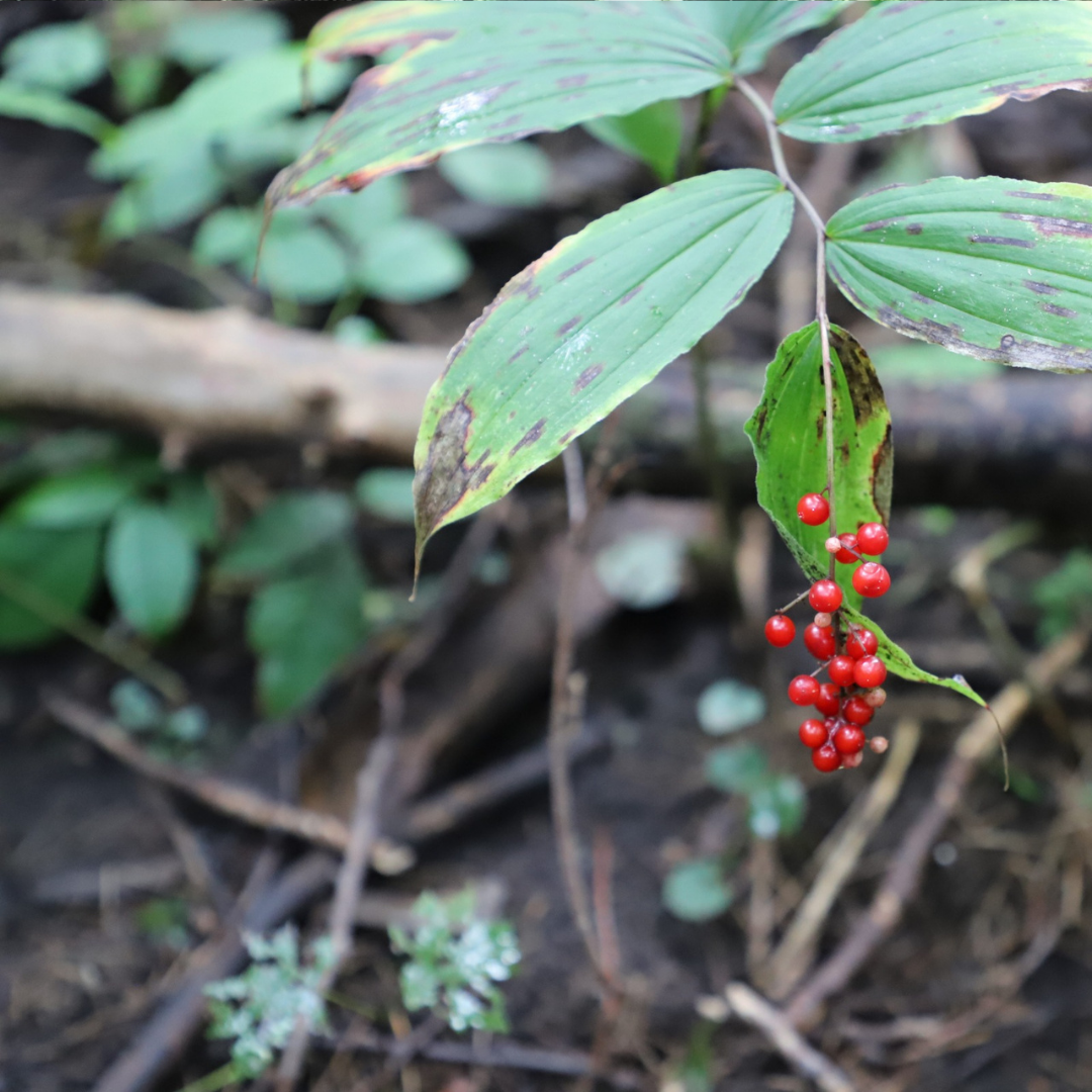 Forest Bathing at Westfield