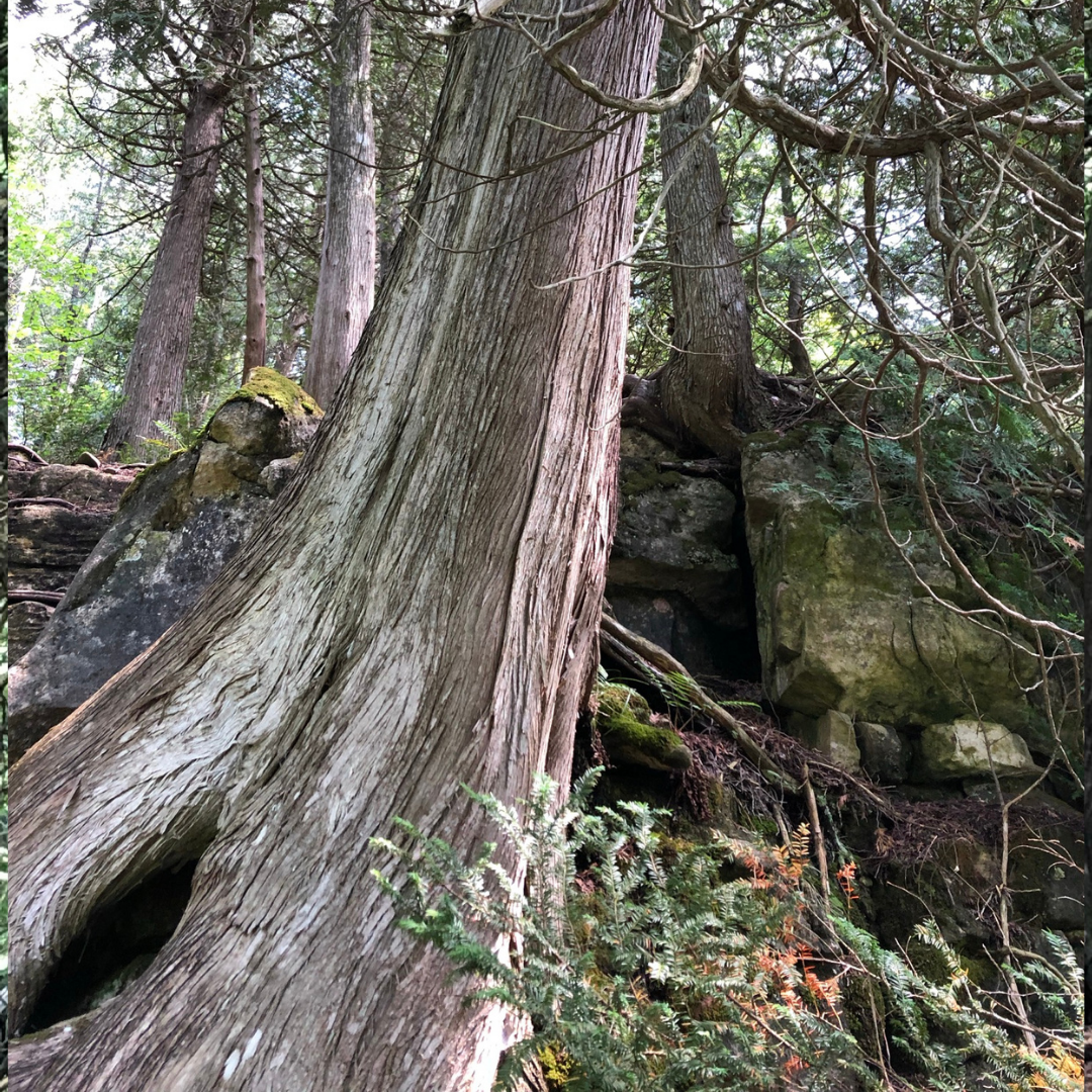 Forest Bathing in Cambridge