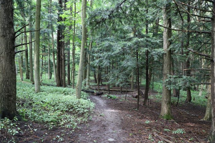 Celebrating Canada's National Forest Bathing Day