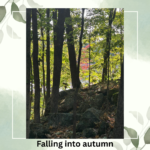 Forest Bathing at Westfield
