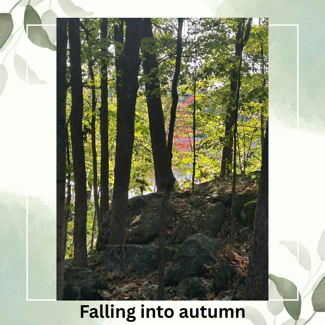Forest Bathing at Westfield