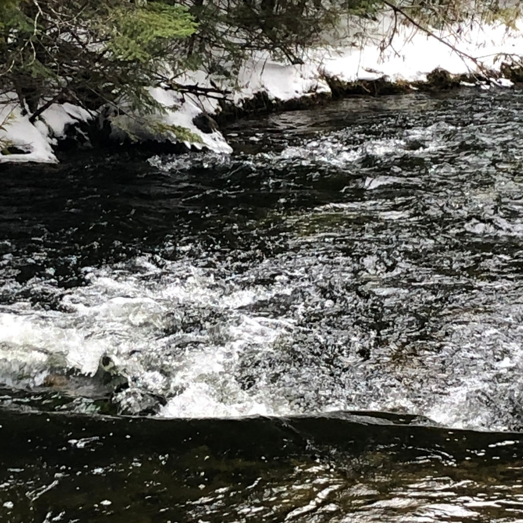 Forest Bathing in Nature