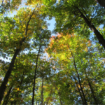 Forest Bathing in Cambridge