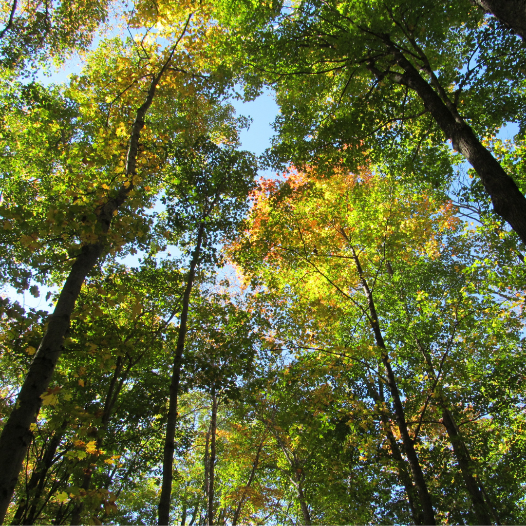 Forest Bathing at Doon Heritage Village