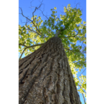 Forest Bathing in Nature