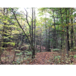 Forest Bathing at Westfield