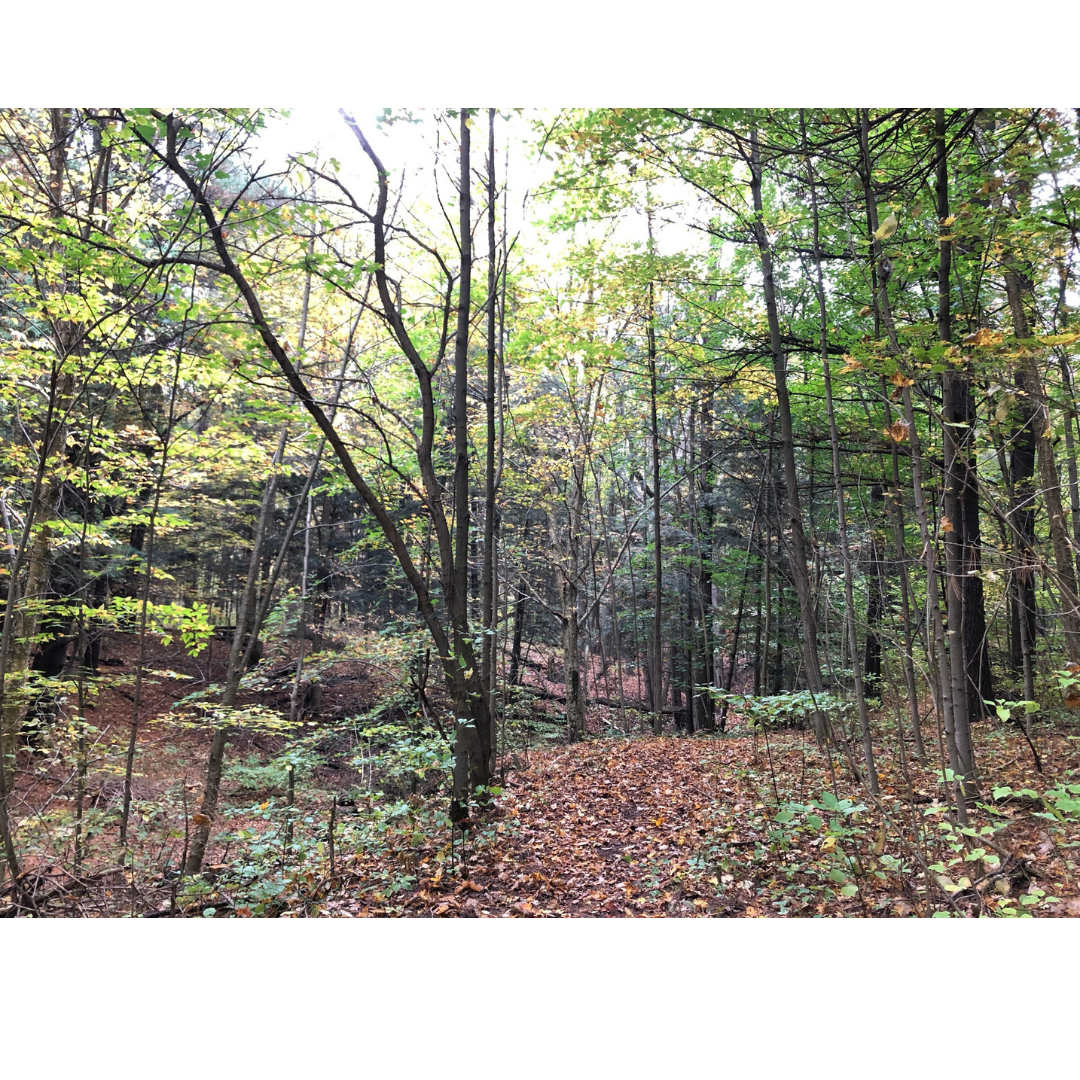 Forest Bathing at Westfield
