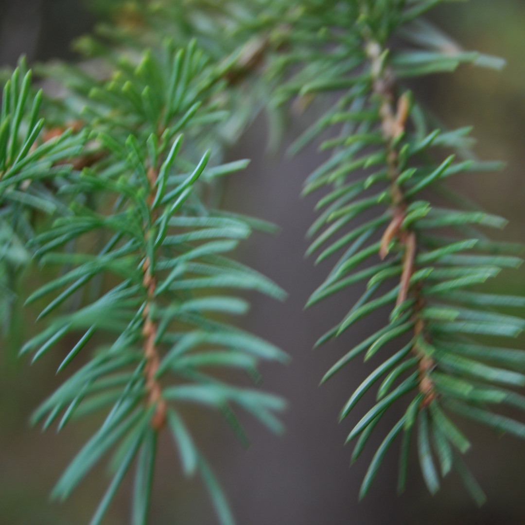 Forest Bathing at Westfield
