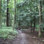 Forest Bathing in Cambridge