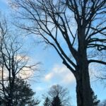 Forest Bathing at Westfield