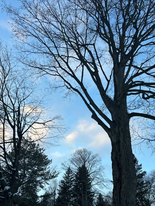 Forest Bathing at Westfield