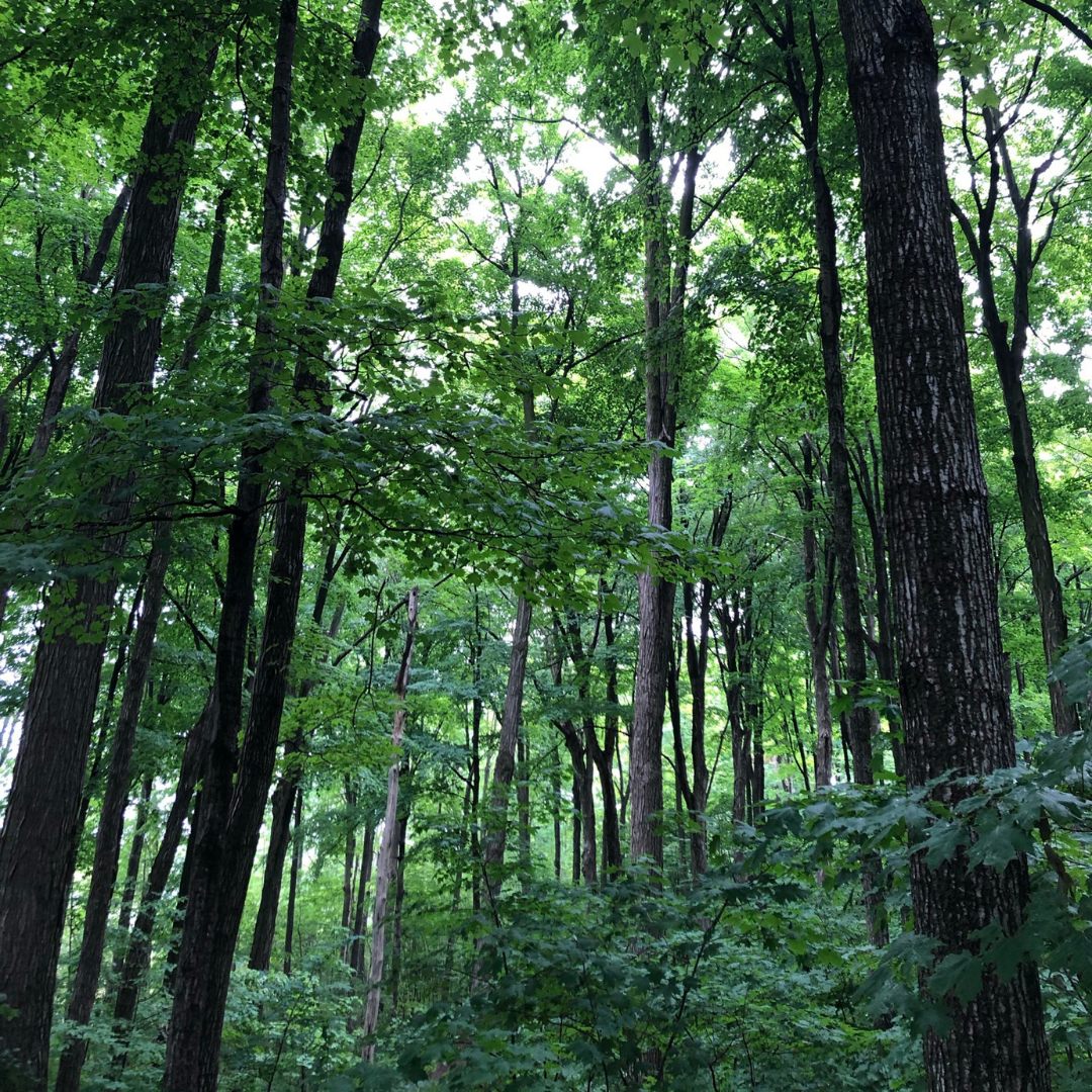 Forest Bathing at Westfield