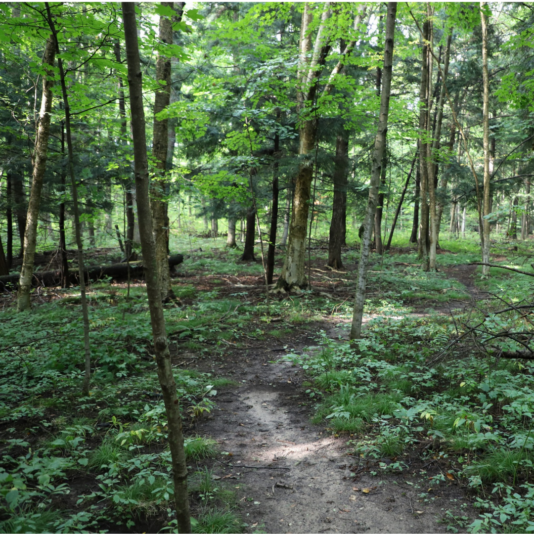 Forest Bathing in Cambridge