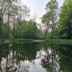Forest Bathing Retreat
