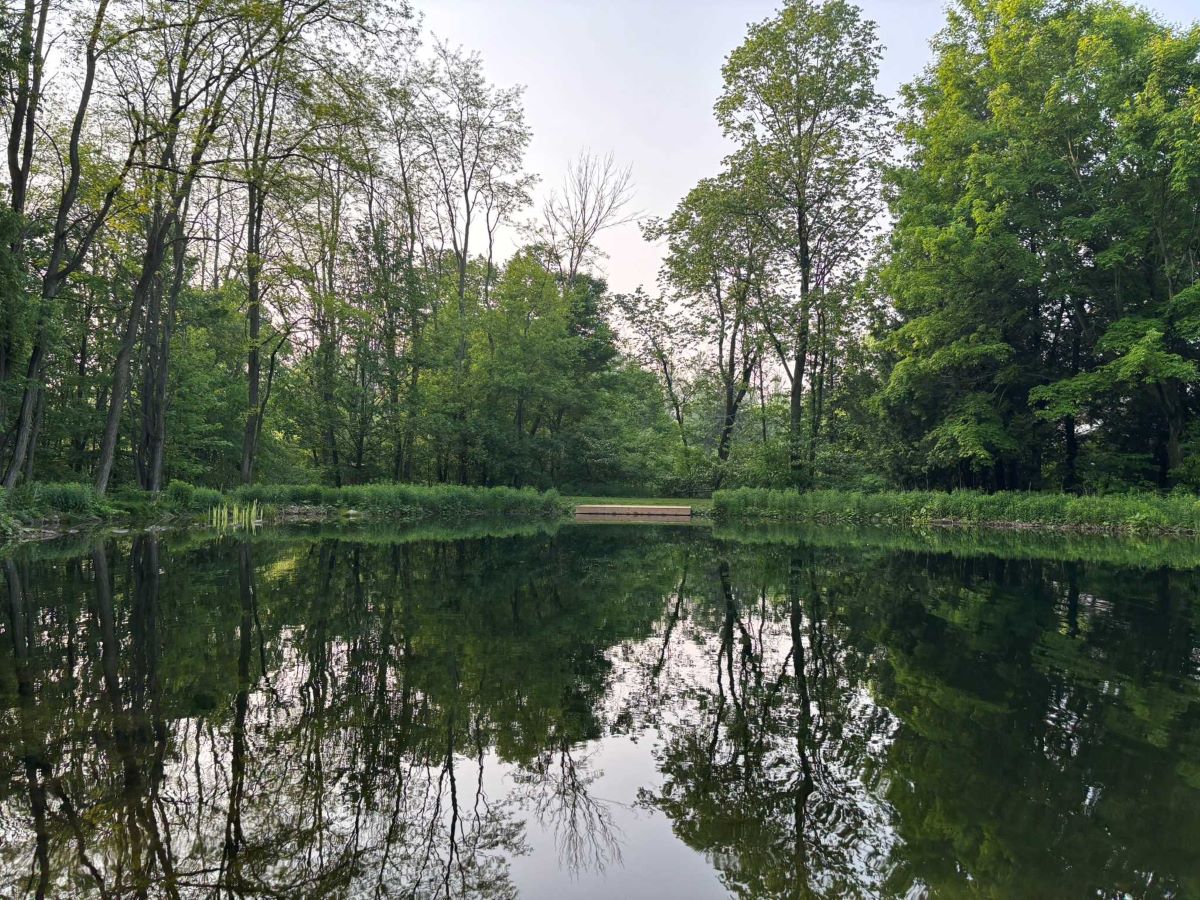 Forest Bathing Retreat